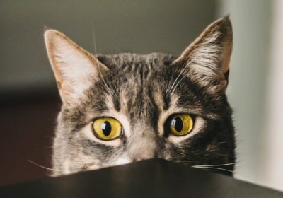 猫咪输血的基本知识缩略图