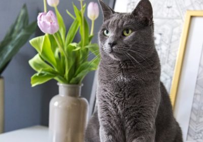 猫咪驱虫的频率及注意事项缩略图