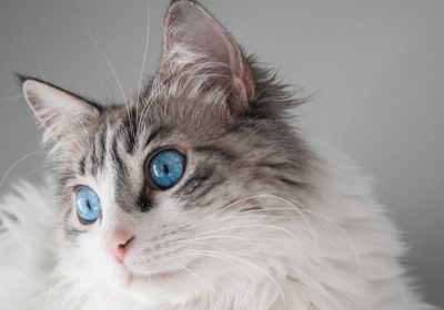 金吉拉猫耳后掉毛的原因是什么？缩略图