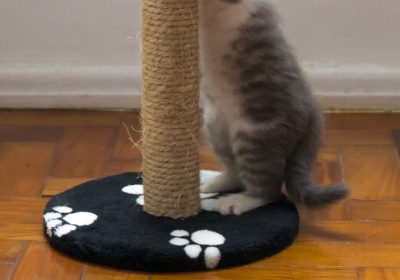 猫咪适用的驱寒暖身中药配方缩略图