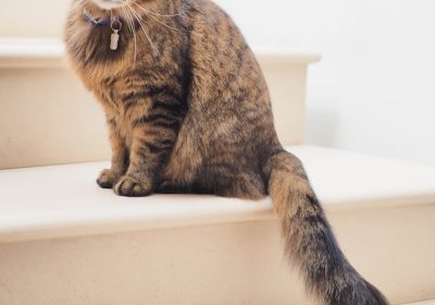 识别猫咪异常行为的技巧与方法缩略图