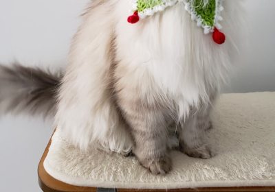 猫咪疾病与五行学说的关系探析缩略图
