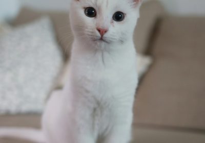 选择合适的驱虫药物，确保猫咪远离寄生虫困扰缩略图