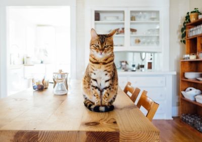猫角膜炎的治疗方法与护理措施缩略图