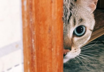 猫咪如何在家安全驱虫？告别宠物医院，掌握驱虫新方法缩略图