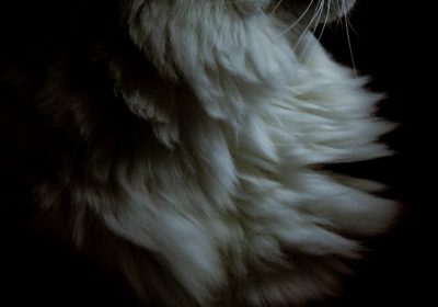 猫咪毛球症成因解析缩略图