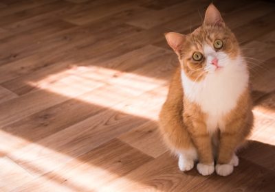 猫细小病毒感染的症状与表现缩略图