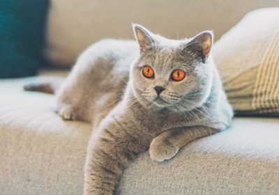猫咪药物治疗的注意事项缩略图