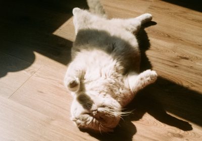 猫用驱虫药哪个品牌效果最佳？真实使用心得分享！缩略图
