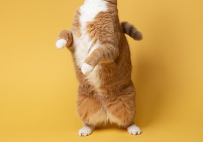 猫如何感染狂犬病？识别猫狂犬病的症状与征兆缩略图