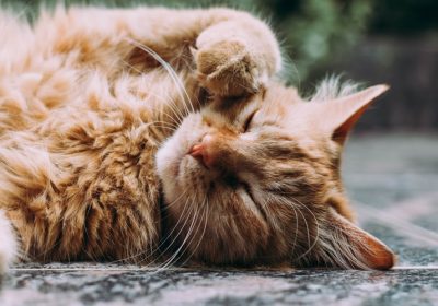 猫咪绝育手术后护理关键点缩略图