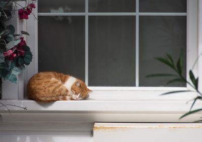 猫等孢子球虫病的成因是什么？缩略图