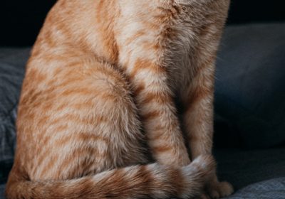 猫咪多久需要进行一次驱虫？权威指南揭晓！缩略图