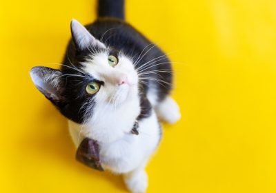 传授猫咪喂药的有效方法和技巧缩略图