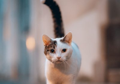 全面解析：猫咪驱虫指南，让你的宠物健康无忧！缩略图