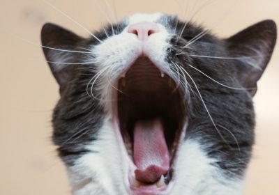 猫的膈肌心包疝缩略图