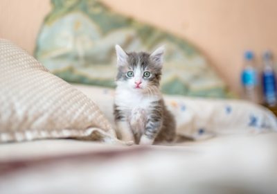 猫咪罹患猫藓，如何进行有效治疗？缩略图