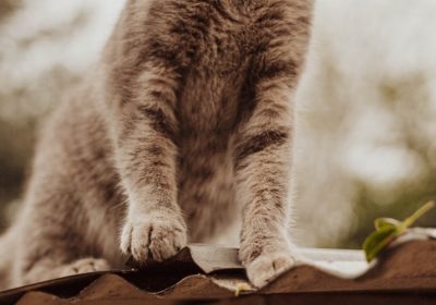 猫咪感染钩虫病的过程缩略图
