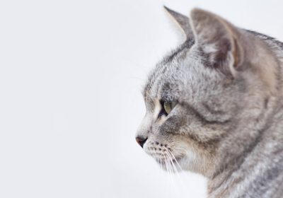 猫耳螨反复发作，怎样彻底治愈？缩略图