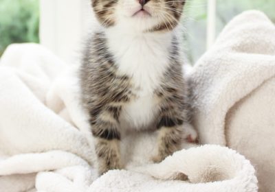 猫低钾血症的识别与管理缩略图