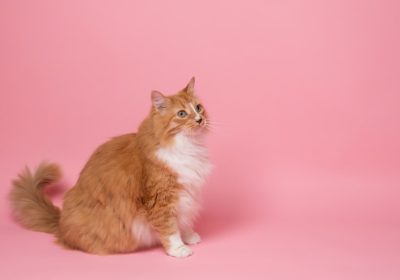 猫咪肠胃问题：常见的治疗误区解析缩略图