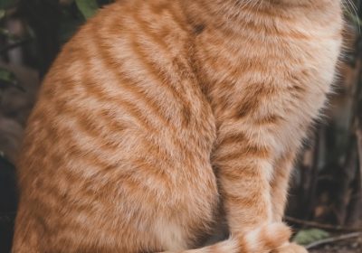 猫咪粪便不规则形态是否预示着严重问题？缩略图
