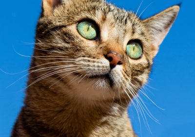 识别猫咪是否感染跳蚤的方法与迹象缩略图