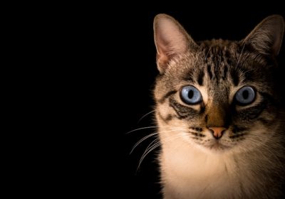 猫耳螨的迹象及如何有效预防复发？缩略图