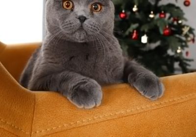 猫咪耳螨的正确治疗方法：避免常见的错误做法！缩略图