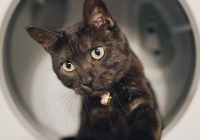猫咪急性肾衰竭的原因与应对方法缩略图