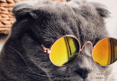 猫咪眼睛分泌物过多，导致眼睛被糊住，如何处理？缩略图