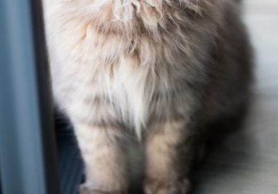 猫咪心力衰竭的病理机制与临床表现缩略图