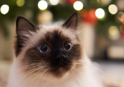如何管理和预防猫的接触性皮肤炎缩略图
