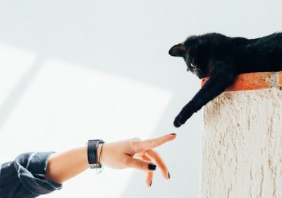提升猫咪免疫力以抵御疾病的方法与策略缩略图