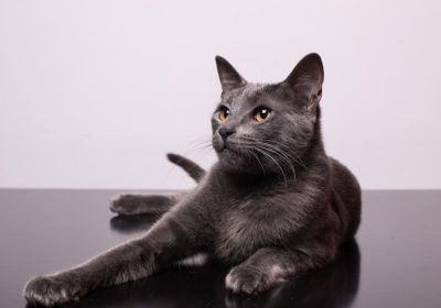加菲猫为何频繁流泪？缩略图