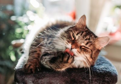 猫咪食道狭窄的诊断与治疗方法缩略图