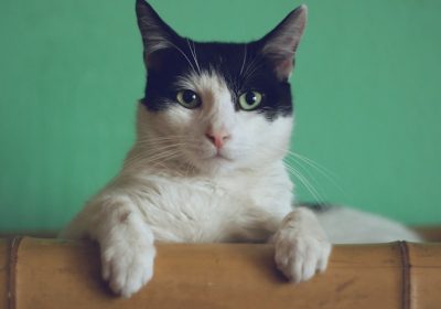 猫咪脱毛的常见原因有哪些？缩略图