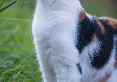 猫咪体内钙磷代谢的重要性与影响机制缩略图