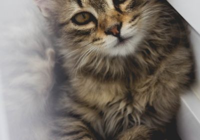 猫咪除蚤项圈效果如何？缩略图