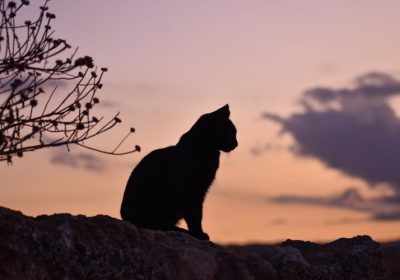 苏格兰折耳猫的心肌病预防与治疗缩略图