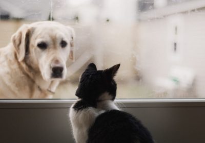 猫咪脑积水问题和治疗方法缩略图