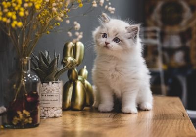 暹罗猫饮水后腹泻的原因是什么？缩略图
