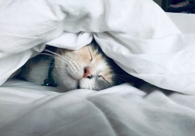 猫咪狂犬病预防的重要性与措施缩略图