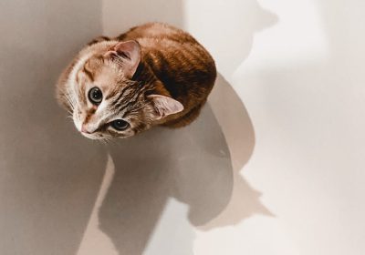加菲猫腹部膨大的现象正常吗？缩略图