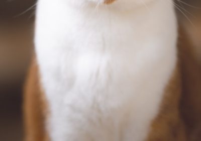 秋冬季节，注意预防猫咪误食防冻液中毒缩略图