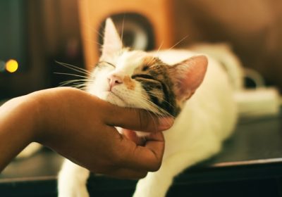 猫咪眼睛为何变得混浊？如何应对？缩略图