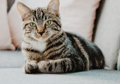 猫狂犬病症状表现缩略图