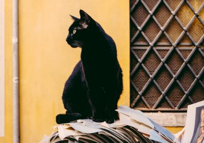 波斯猫的多囊肾遗传病缩略图