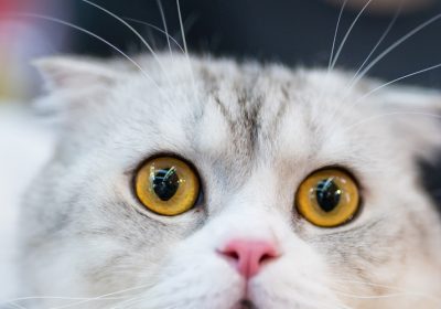 掌握这四招，有效解决猫耳螨问题！缩略图