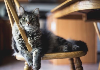 猫咪异常排便的常见原因分析缩略图